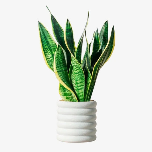 Pot Épure Design