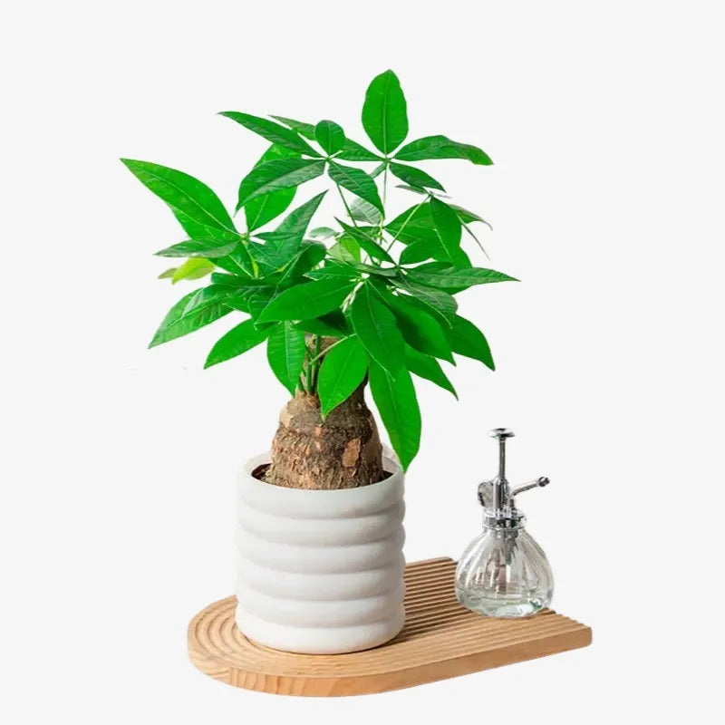 Pot Épure Design
